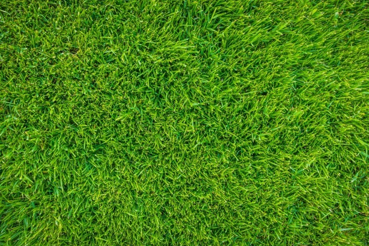 Close-up image of fresh spring green grass . Close-up image of fresh spring green grass